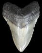 Megalodon Tooth - South Carolina #43025-1